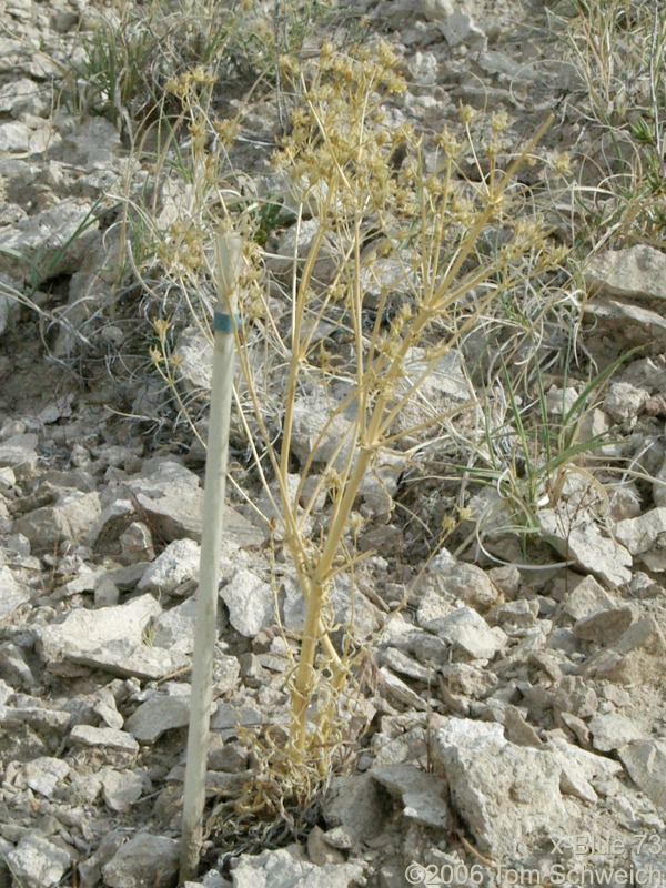 Frasera albomarginata, Mojave National Preserve, San Bernardino County, California