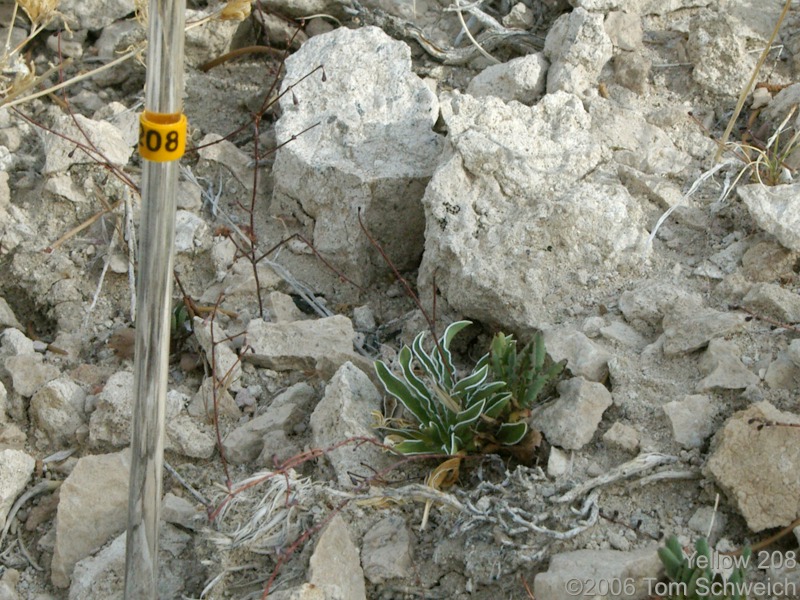 Frasera albomarginata, Mojave National Preserve, San Bernardino County, California