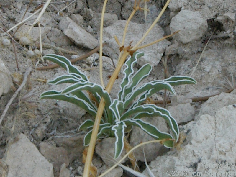 Frasera albomarginata, Mojave National Preserve, San Bernardino County, California