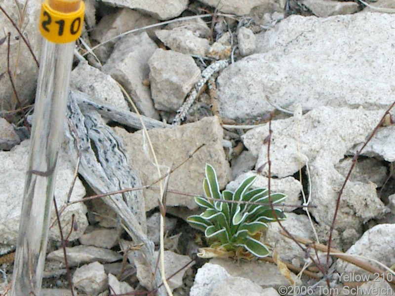 Frasera albomarginata, Mojave National Preserve, San Bernardino County, California