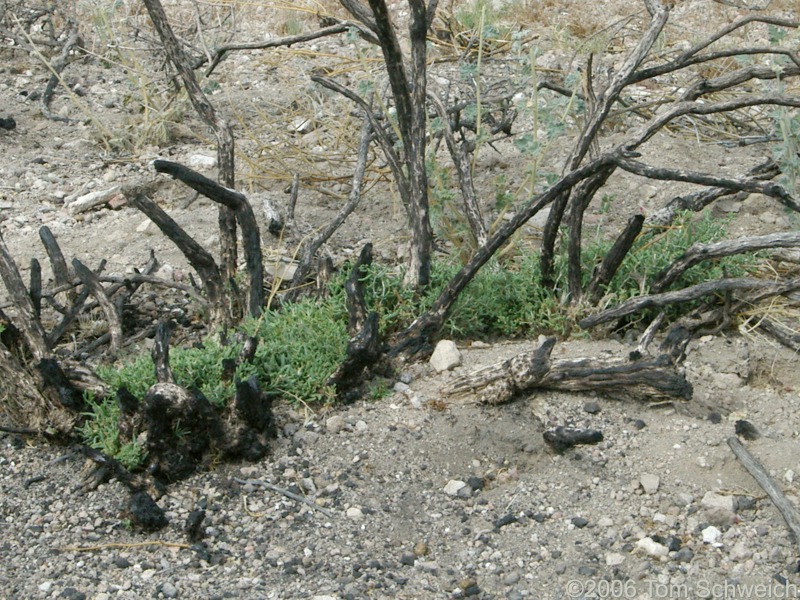 Solanaceae Lycium andersonii, Mojave National Preserve, San Bernardino County, California