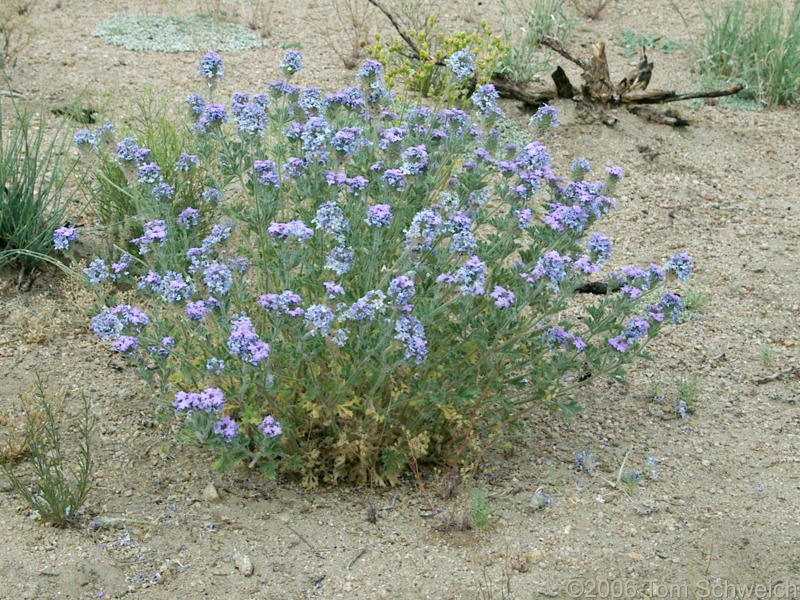 Verbenaceae Verbena gooddingii, Mojave National Preserve, San Bernardino County, California