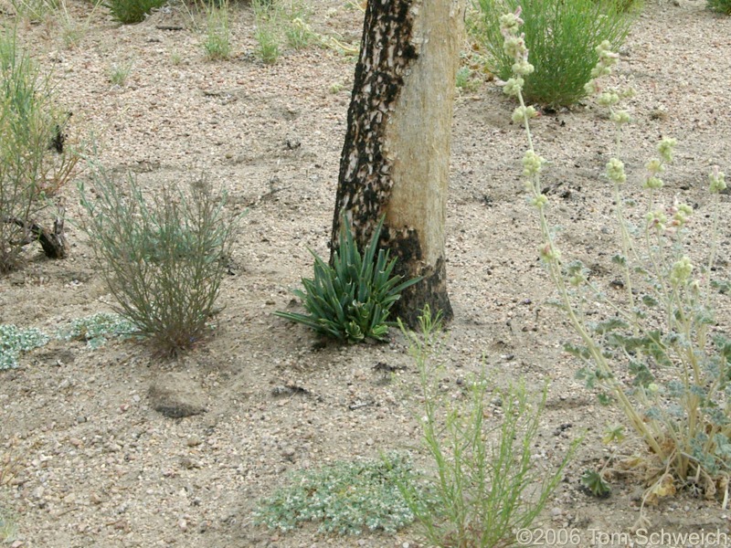 Agavaceae Yucca brevifolia, Mojave National Preserve, San Bernardino County, California