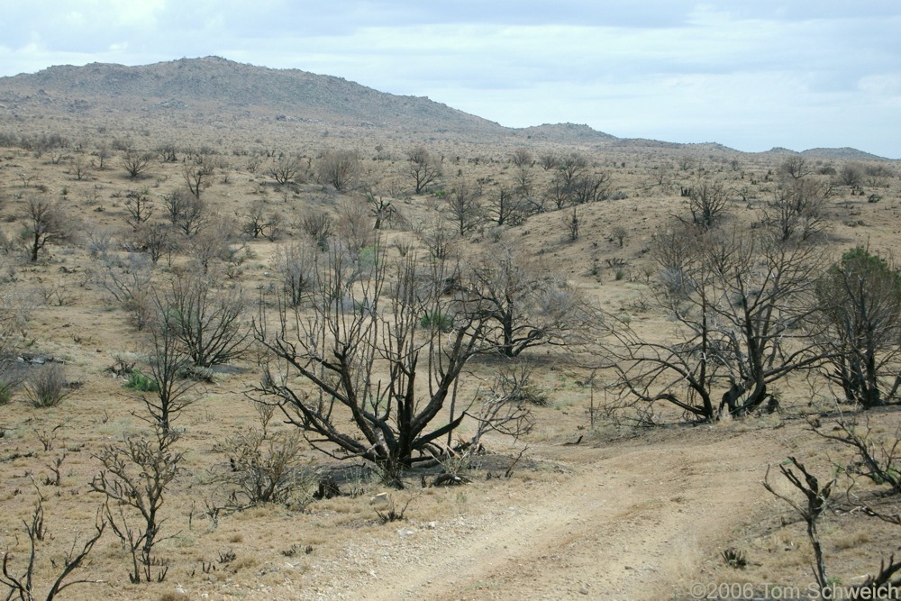 Wild Horse Canyon, Mojave National Preserve, San Bernardino County, California