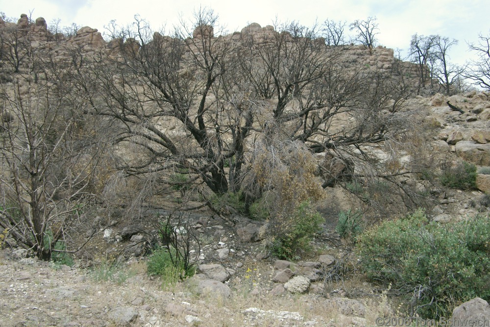 Fagaceae Quercus chrysolepis, Mojave National Preserve, San Bernardino County, California