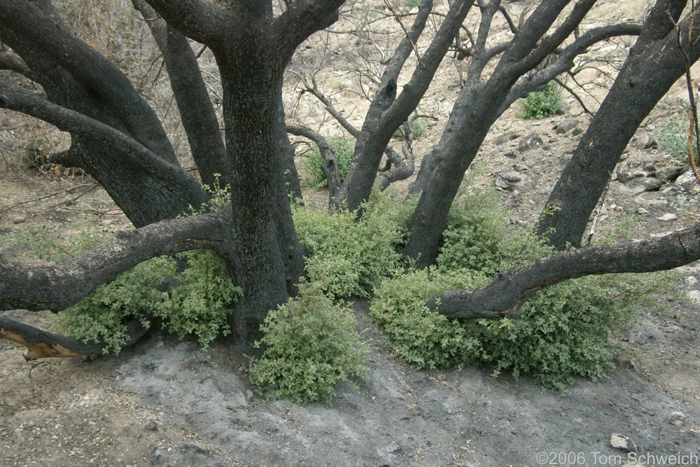 Fagaceae Quercus chrysolepis, Mojave National Preserve, San Bernardino County, California