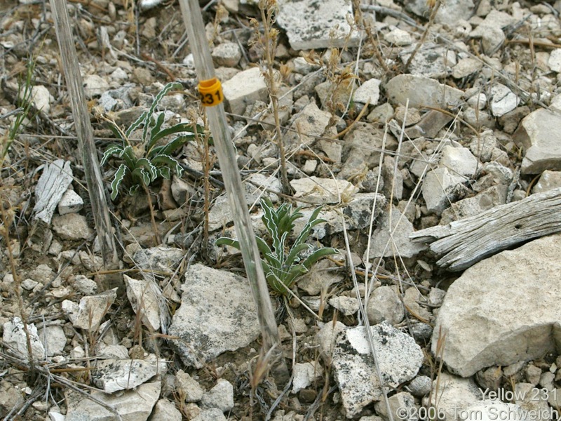 Frasera albomarginata, Mojave National Preserve, San Bernardino County, California