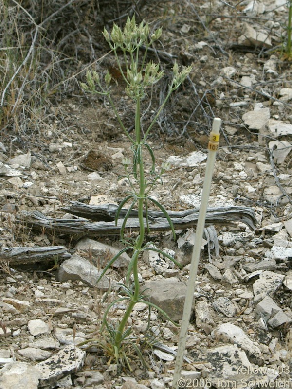 Frasera albomarginata, Mojave National Preserve, San Bernardino County, California