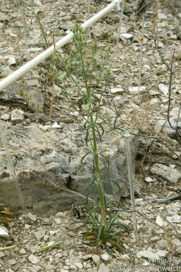 Frasera albomarginata, Mojave National Preserve, San Bernardino County, California