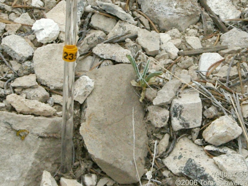 Frasera albomarginata, Mojave National Preserve, San Bernardino County, California