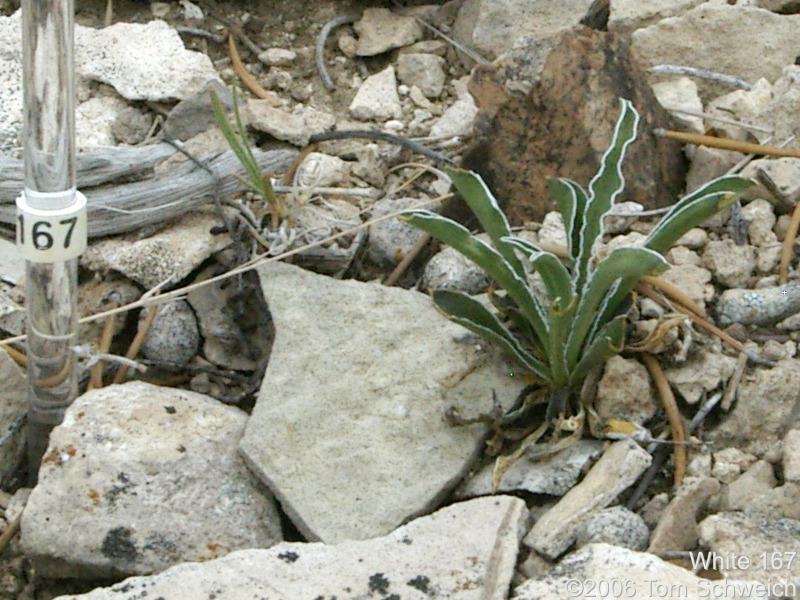 Frasera albomarginata, Mojave National Preserve, San Bernardino County, California