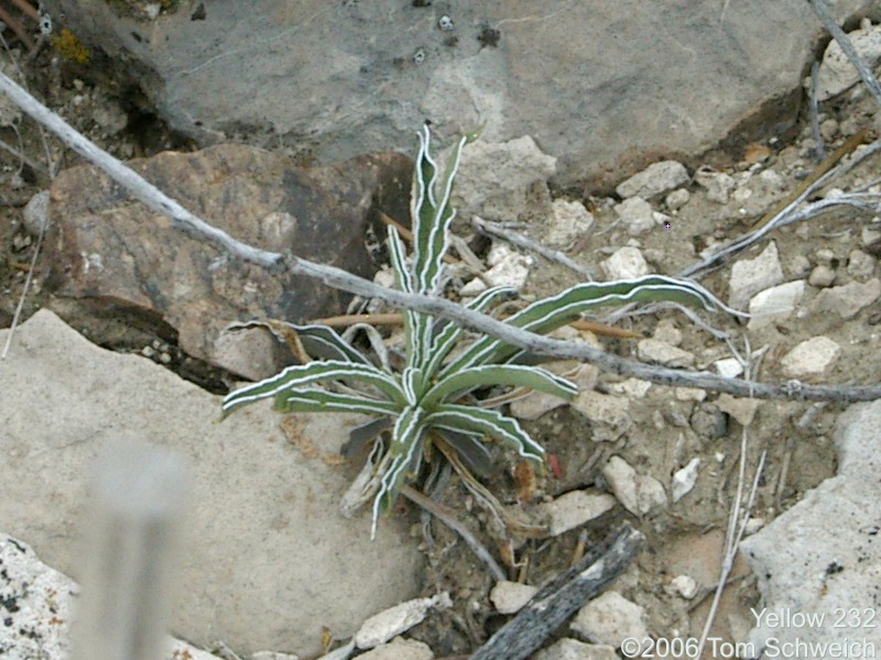 Frasera albomarginata, Mojave National Preserve, San Bernardino County, California