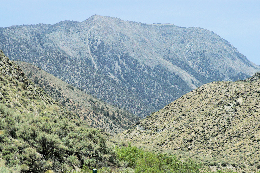 Tres Plumas Flat, White Mountains, Mono County, California