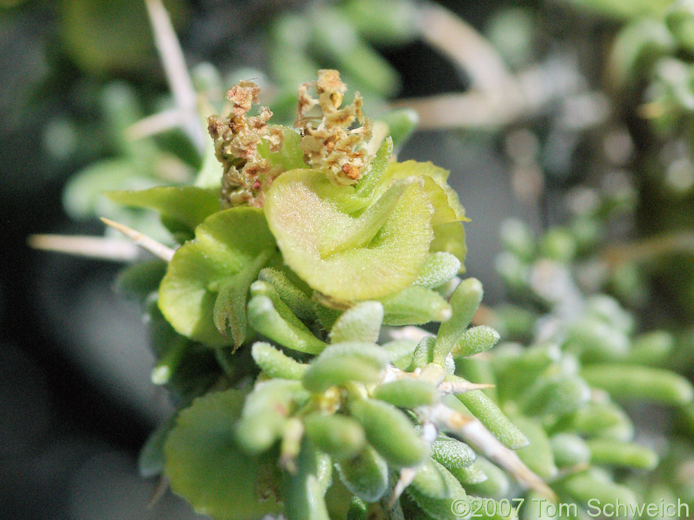 Sarcobatus baileyi, Fish Lake Valley, Esmeralda County, Nevada