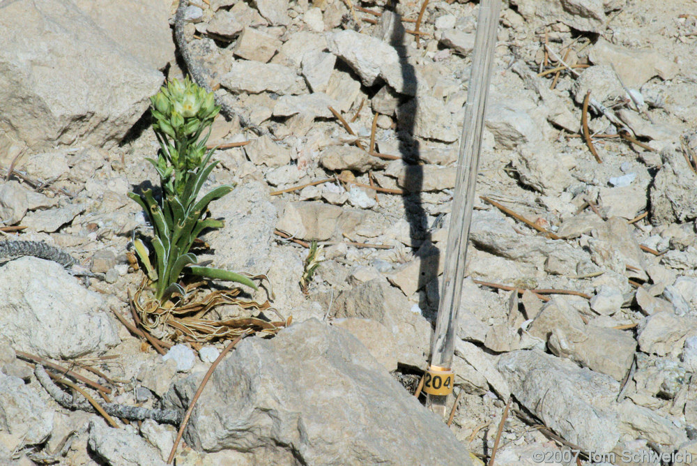 Frasera albomarginata, Mojave National Preserve, San Bernardino County, California