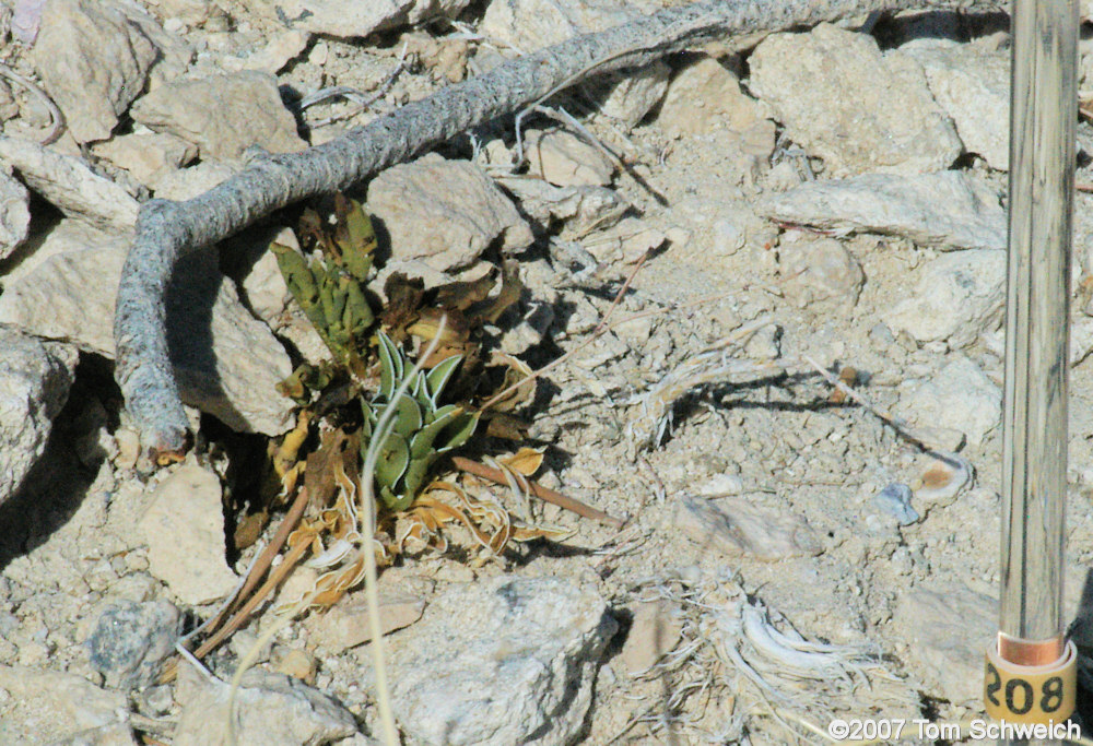 Frasera albomarginata, Mojave National Preserve, San Bernardino County, California