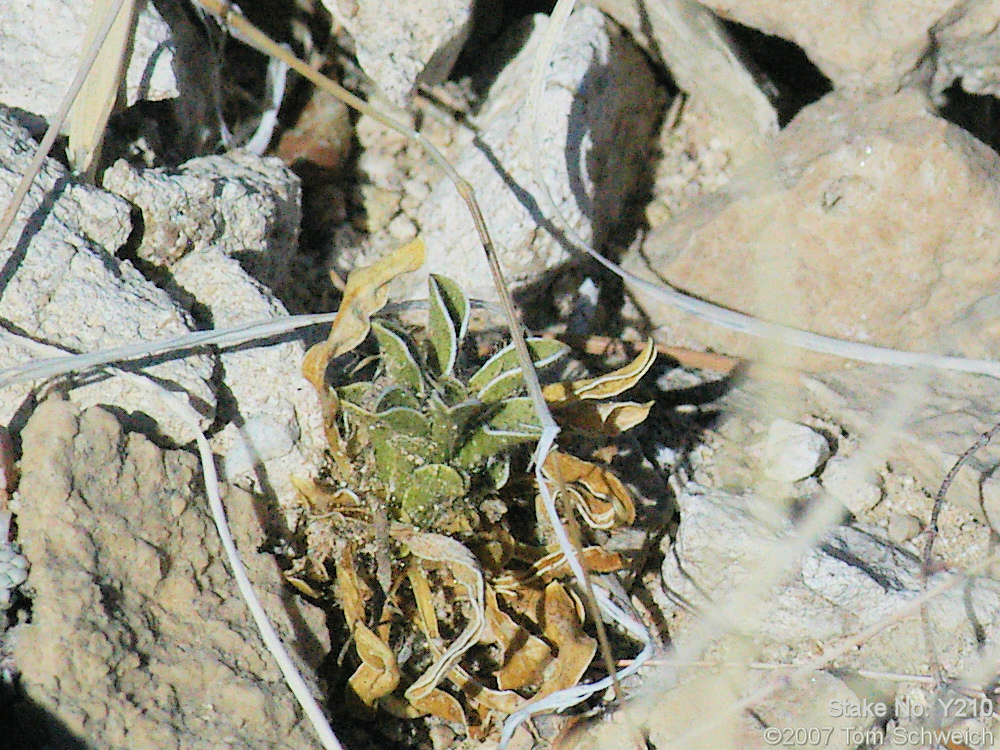 Frasera albomarginata, Mojave National Preserve, San Bernardino County, California