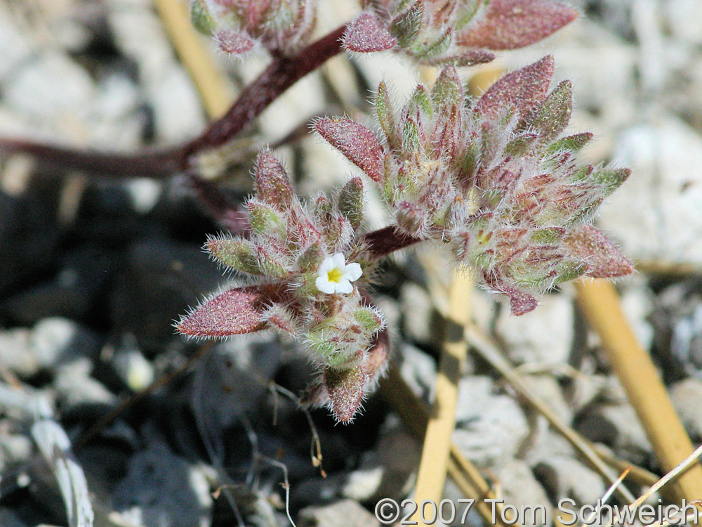 Flower seen near Big Sand Flat.