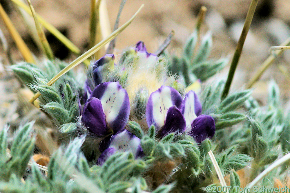 Fabaceae, Lupinus lepidus lobbii