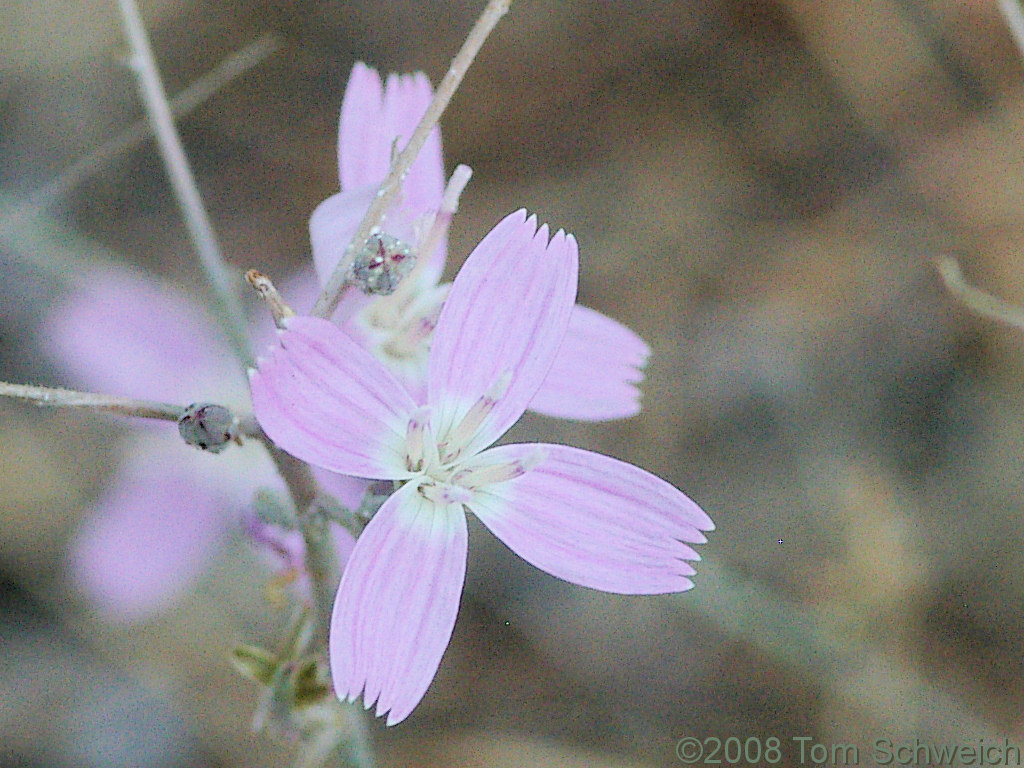 Asteraceae Stephanomeria exigua exigua