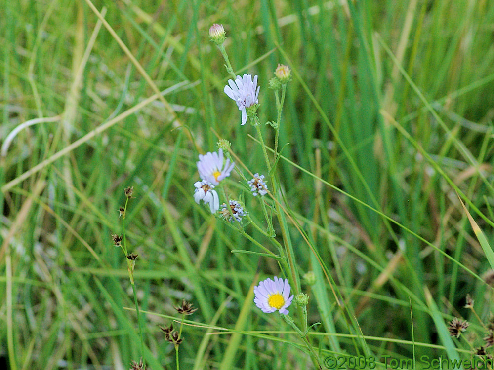 Asteraceae Symphyotrichum spathulatum spathulatum