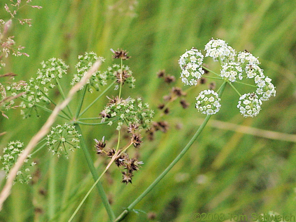 Apiaceae Cicuta maculata angustifolia