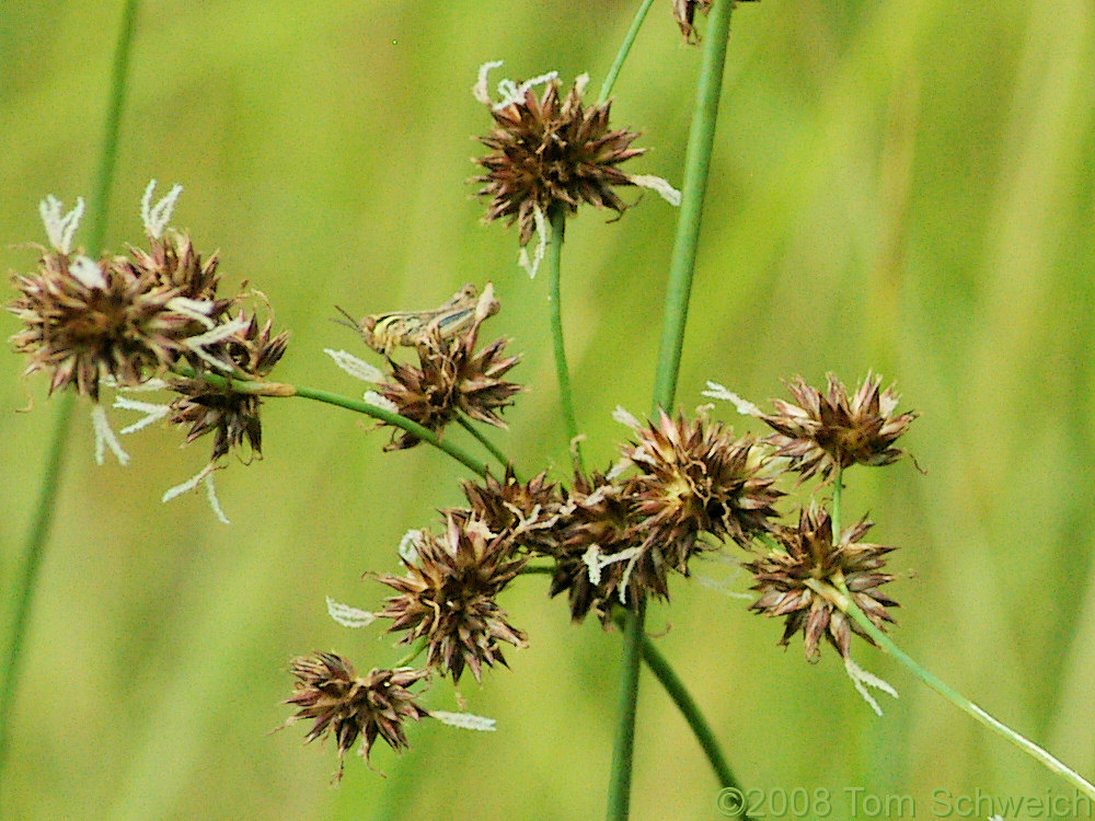 Juncaceae Juncus macrandrus