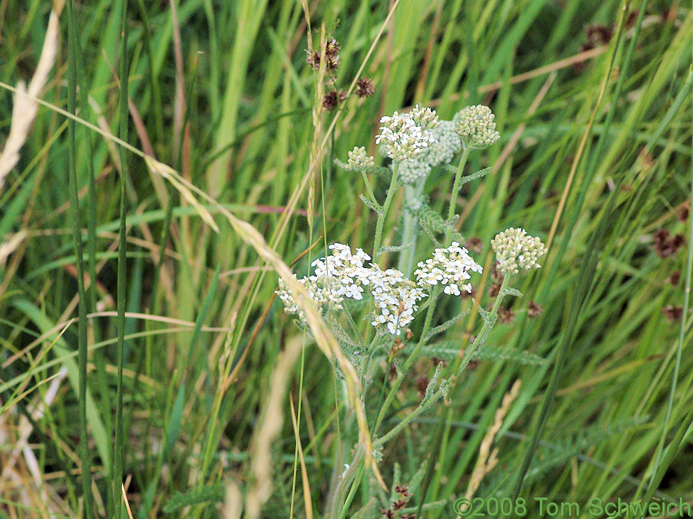 Asteraceae Achillea millefolium