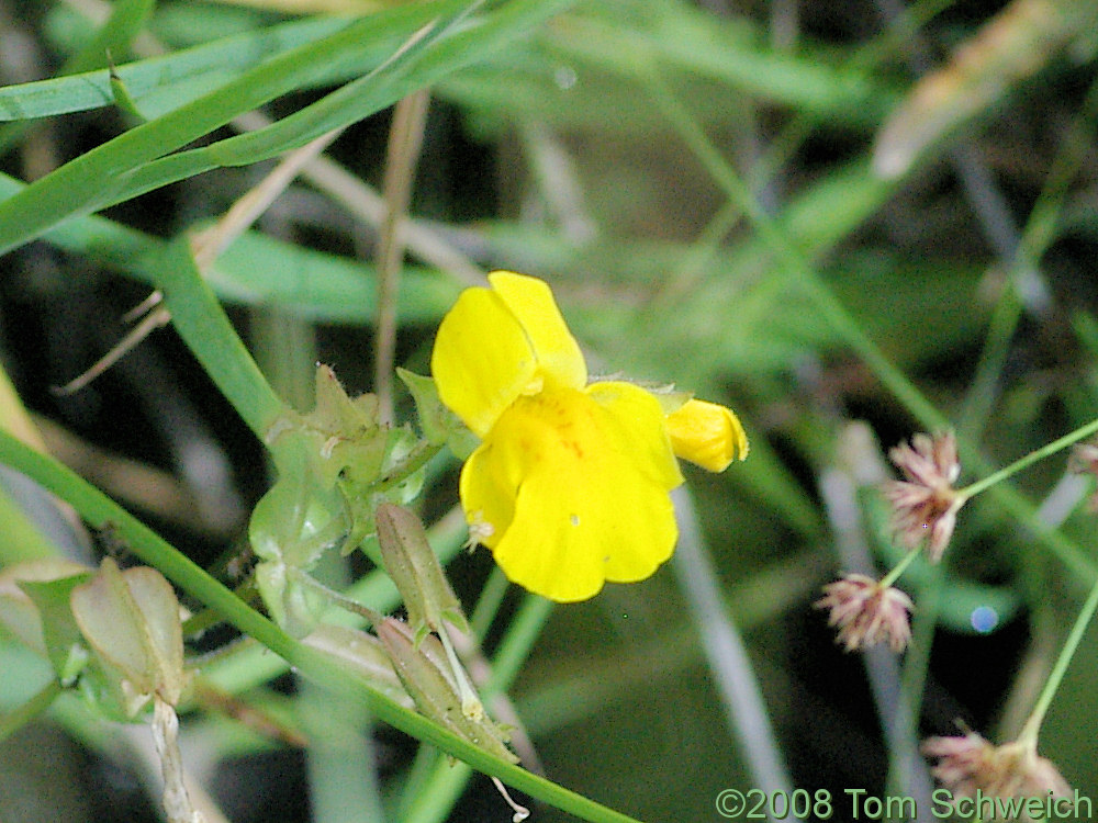 Phrymaceae Mimulus