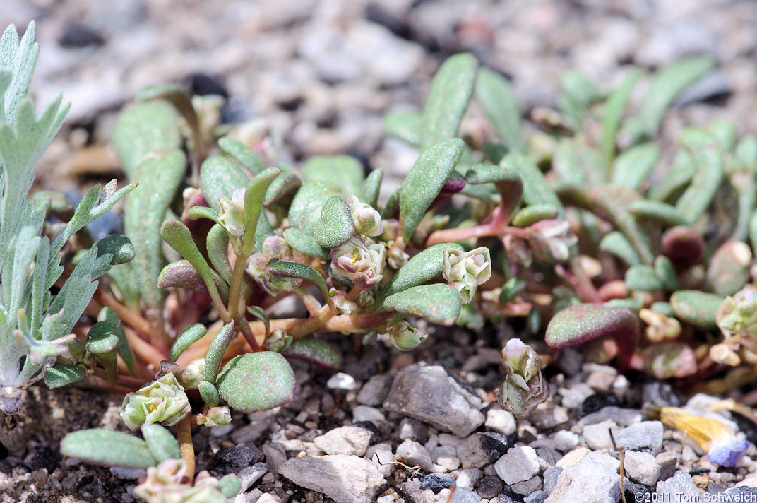 Portulacaceae Calyptridium roseum