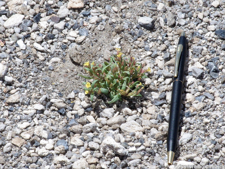 Phyrmaceae Mimulus suksdorfii