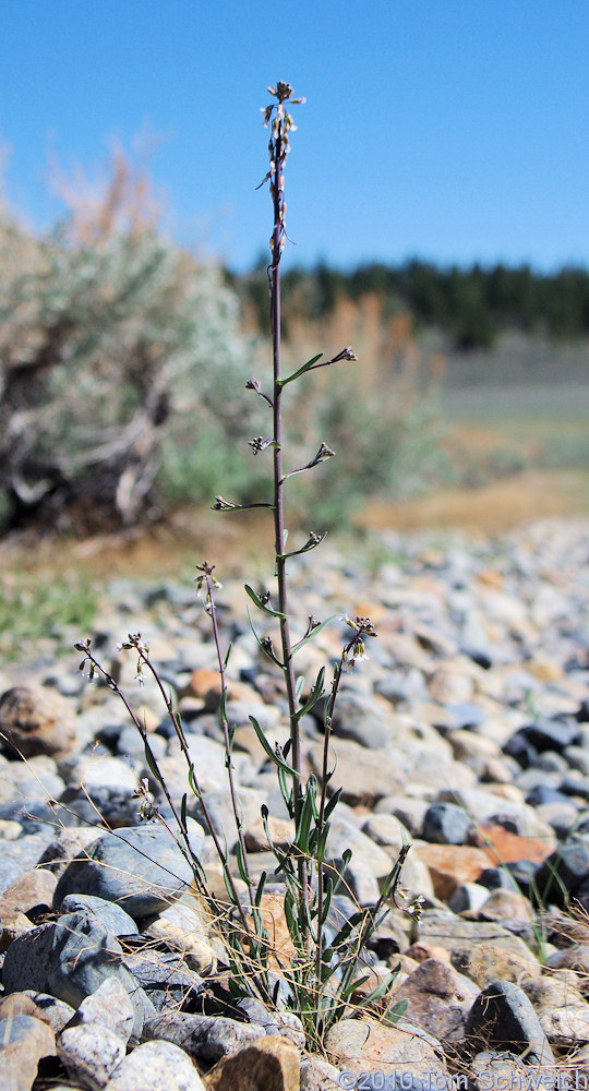 Brassicaceae Arabis holboellii pinetorum