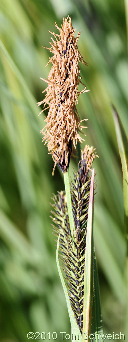 Cyperaceae Carex aquatilis aquatilis