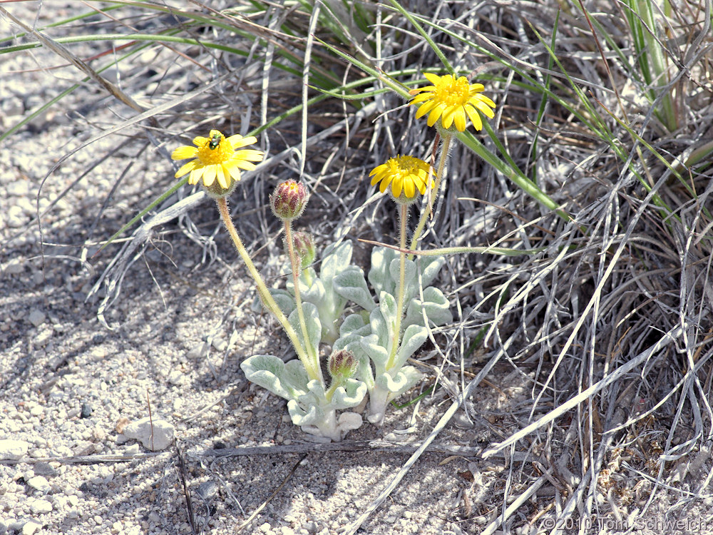 Asteraceae Hulsea vestita vestita