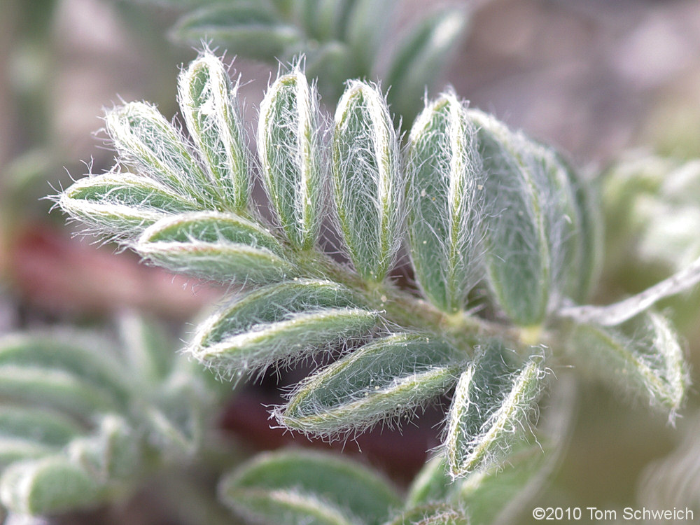 Fabaceae Astragalus monoensis