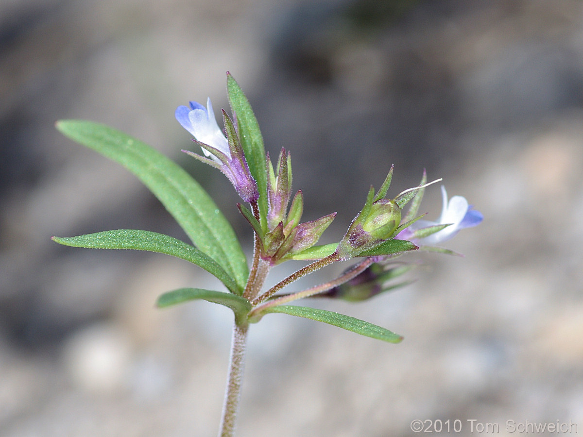 Plantaginaceae Collinsia parviflora