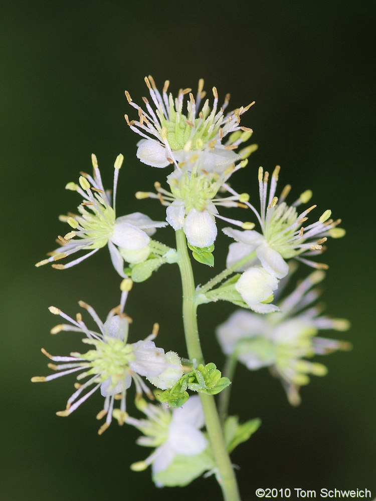 Ranunculaceae Thalictrum sparsiflorum