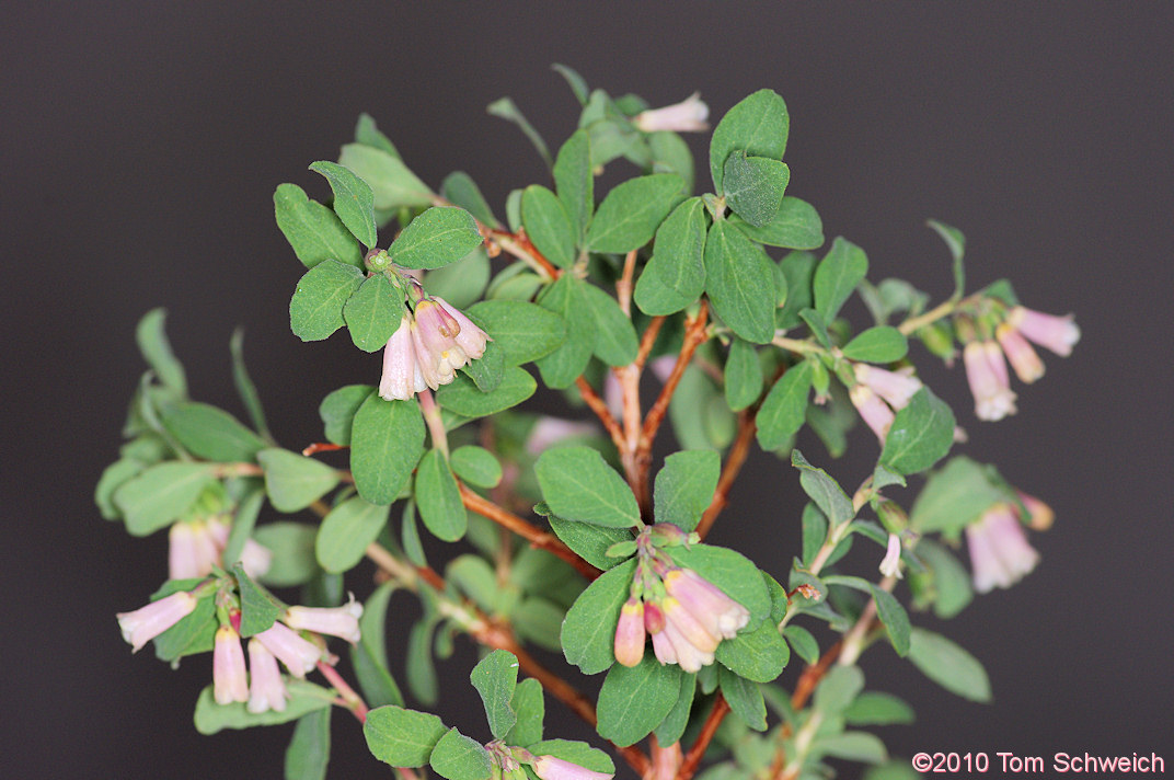 Caprifoliaceae Symphoricarpos rotundifolius