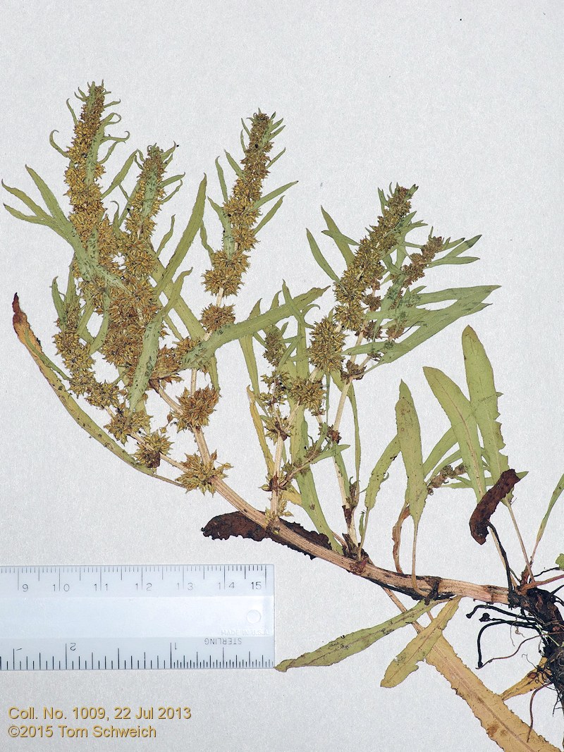 Polygonaceae Rumex triangulivalvis