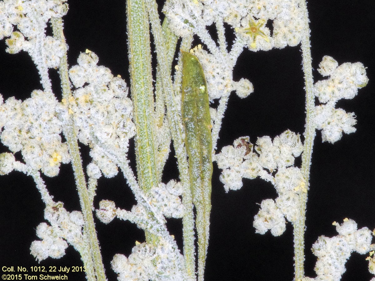 Chenopodiaceae Chenopodium leptophylum