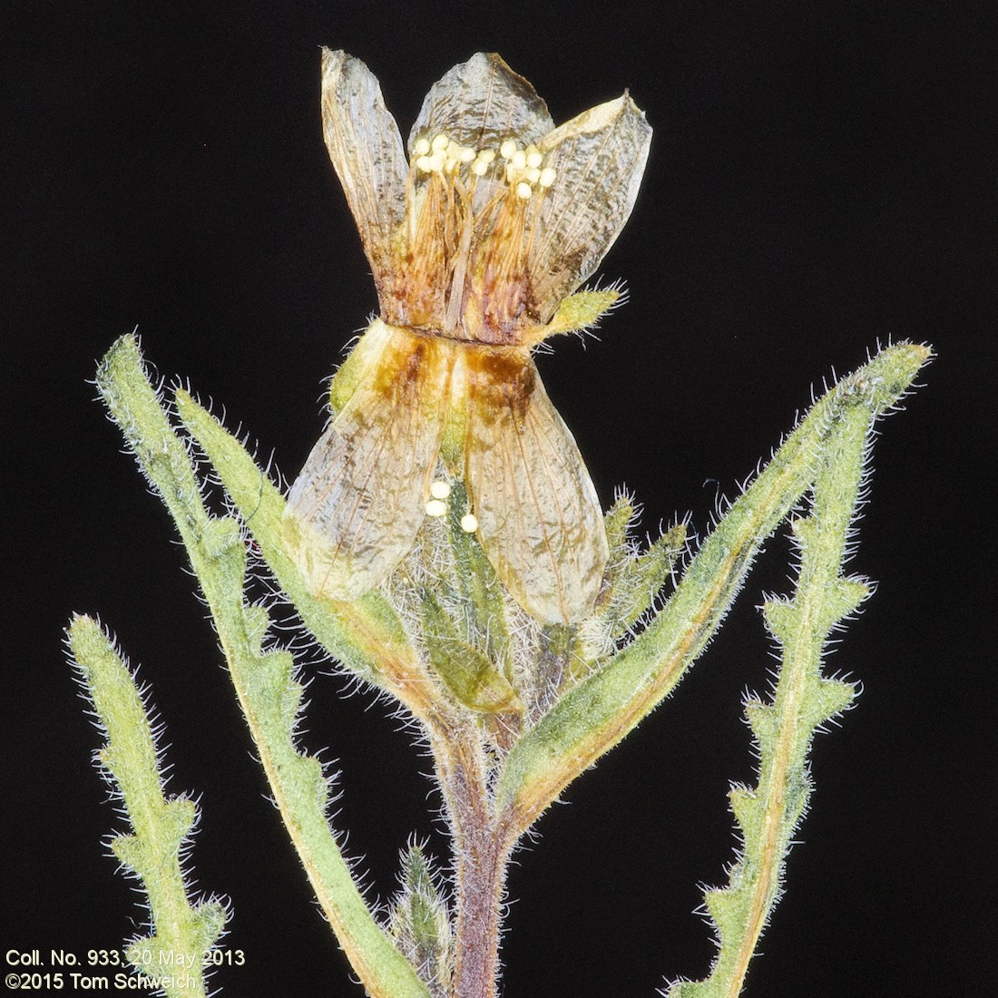 Loasaceae Mentzelia albicaulis