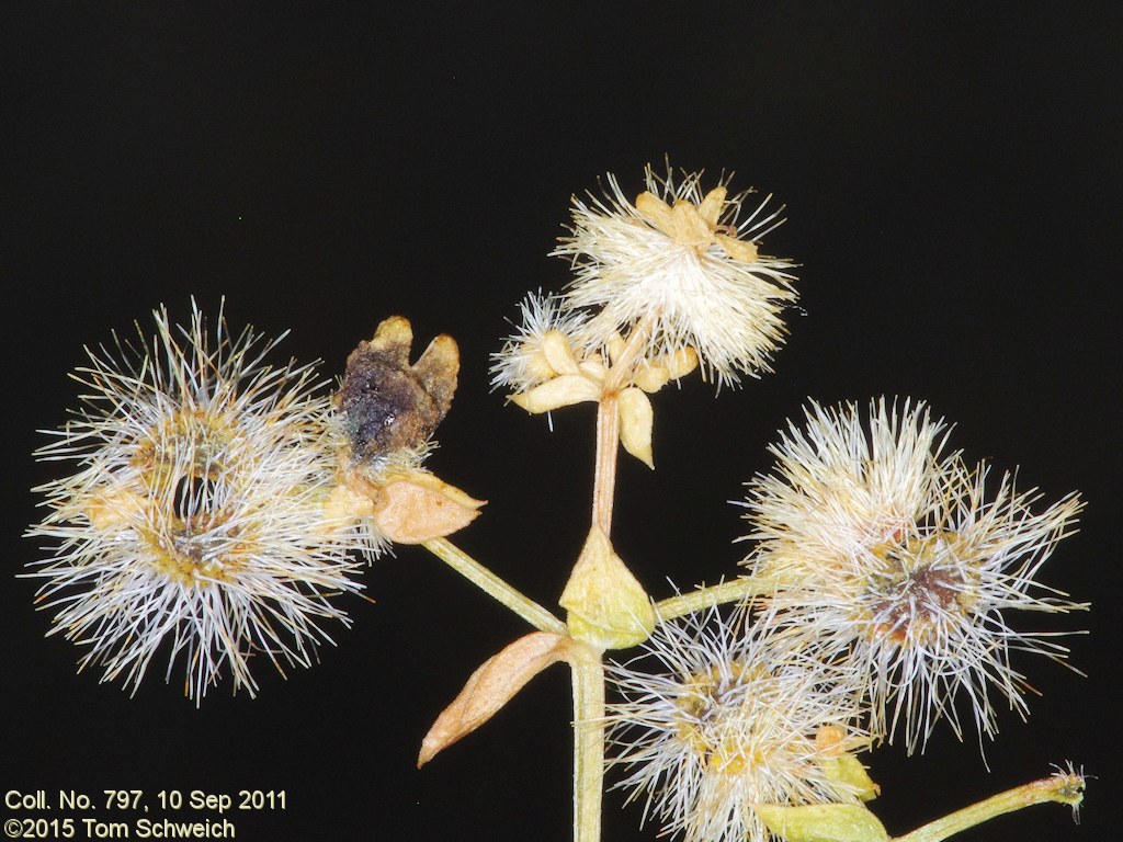 Rubiaceae Galium multiflorum