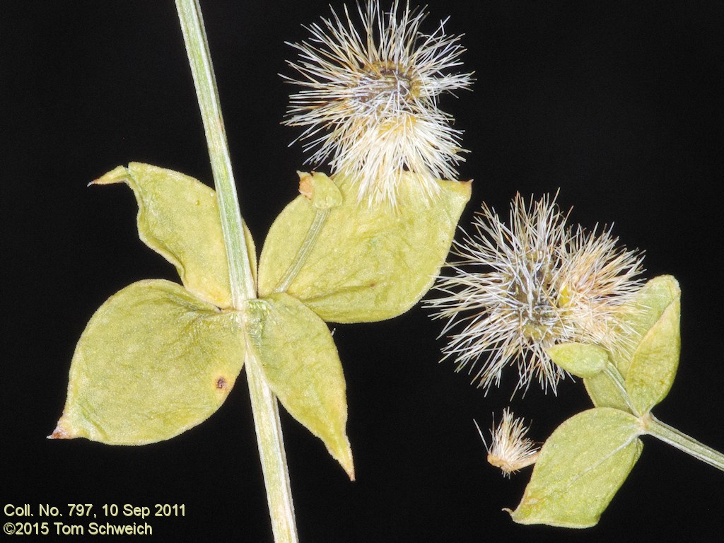 Rubiaceae Galium multiflorum