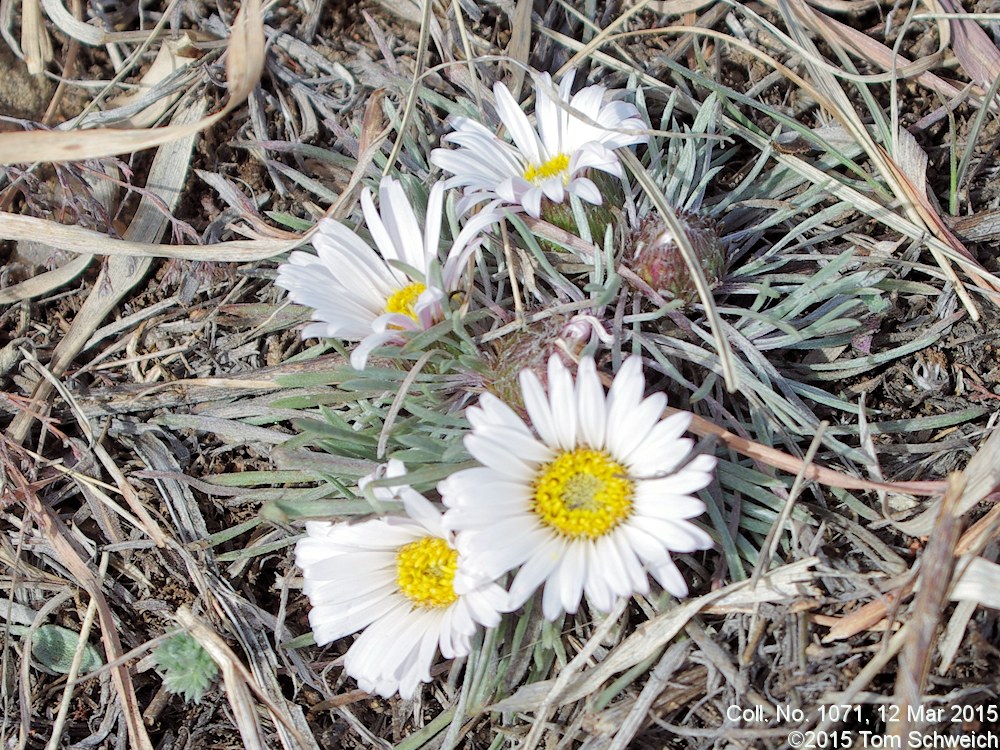 Asteraceae Townsendia hookeri