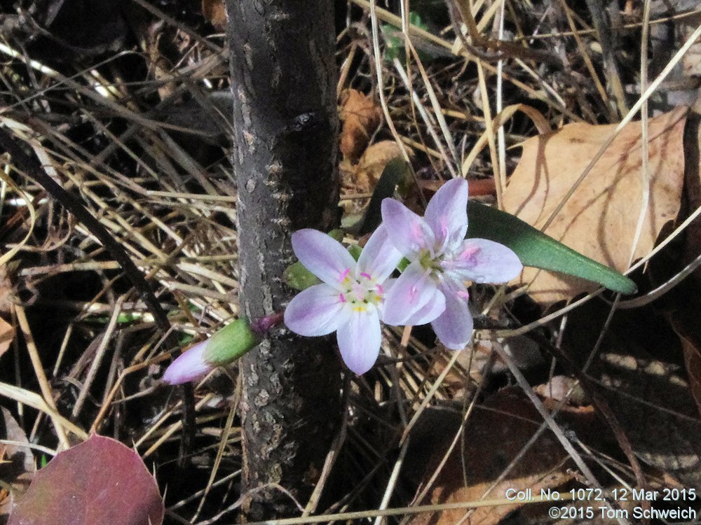 Portulacaceae Claytonia rosea