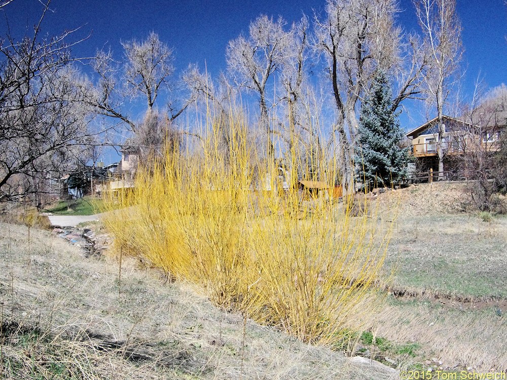 Salicaceae Salix alba