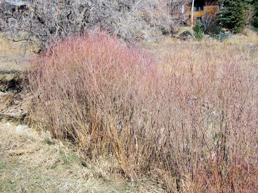 Salicaceae Salix