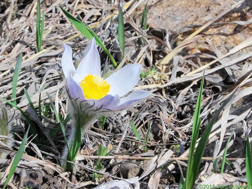 Ranunculaceae Pulsatilla nuttalliana