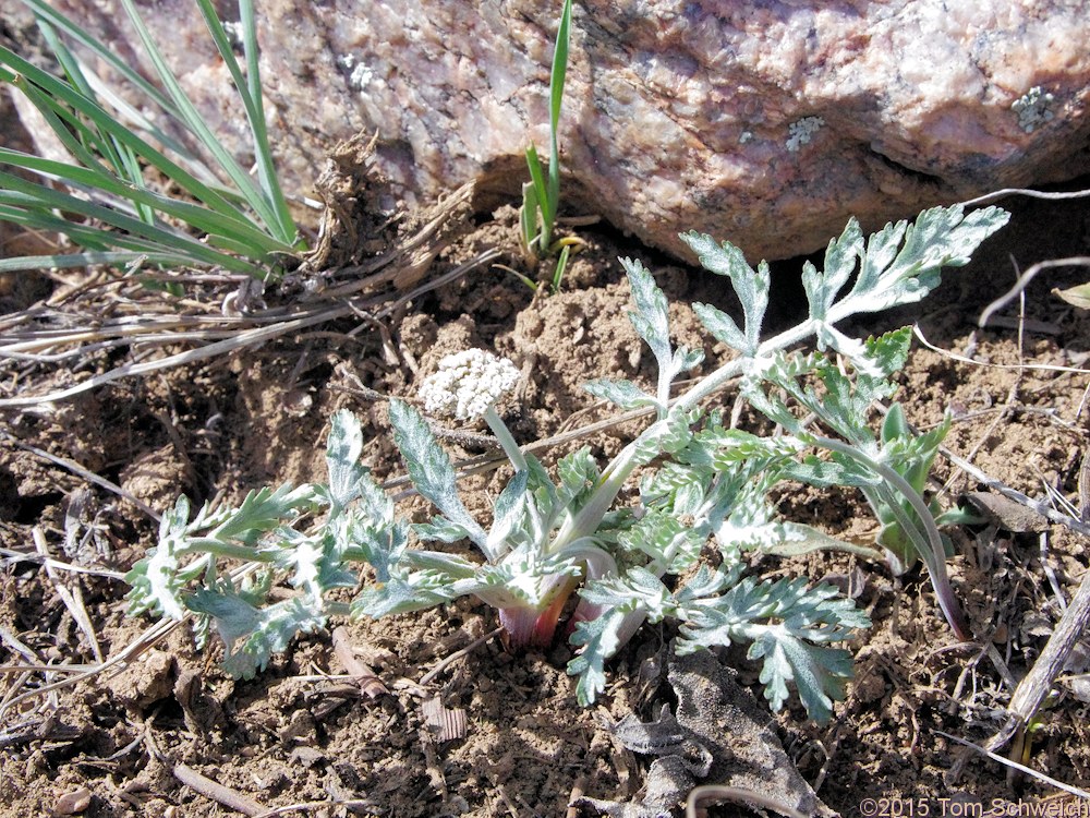 Apiaceae Lomatium orientale