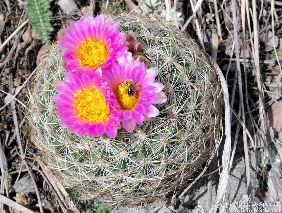 Cactaceae Pediocactus simpsonii